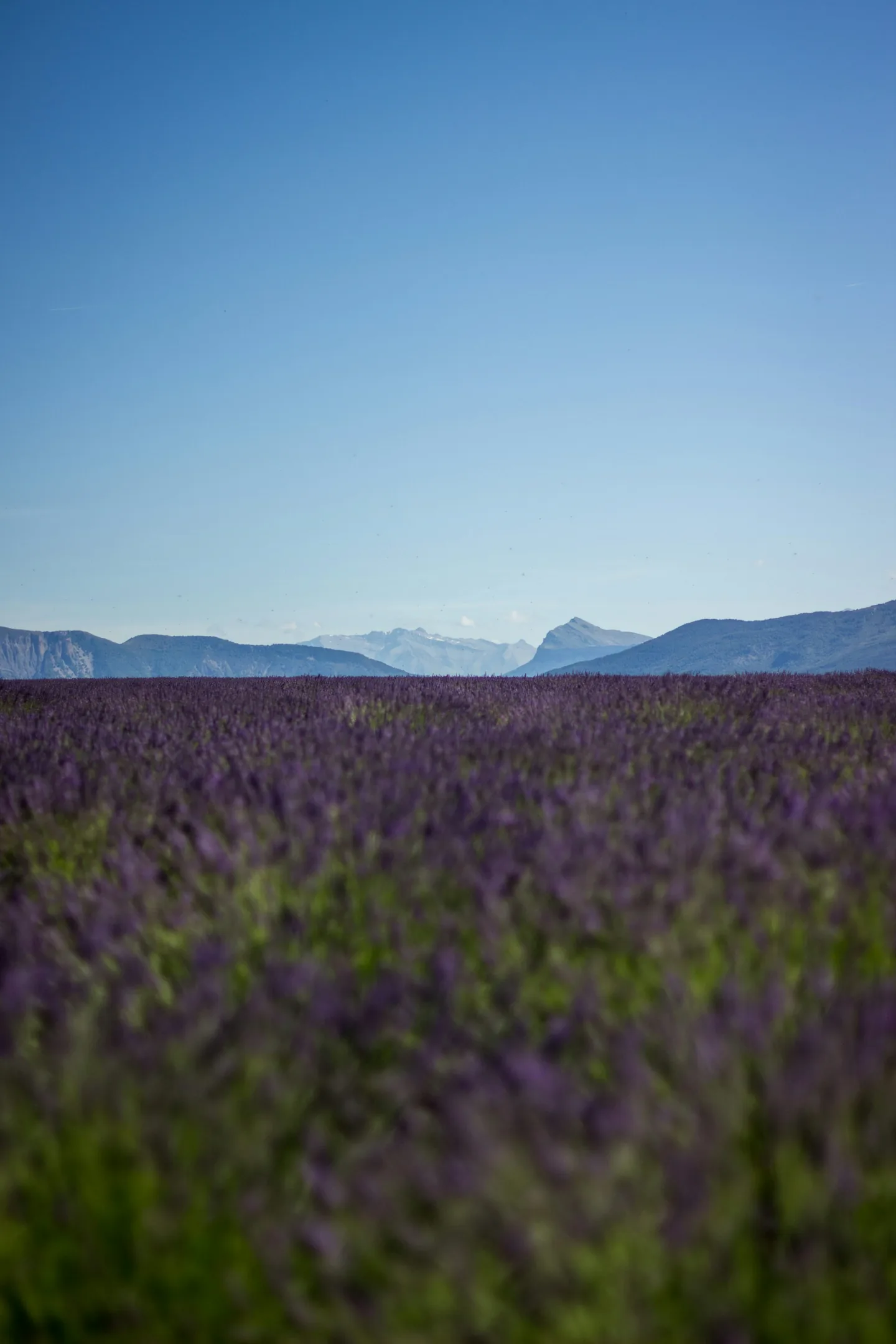 Campo de lavanda em tons suaves com montanhas ao fundo